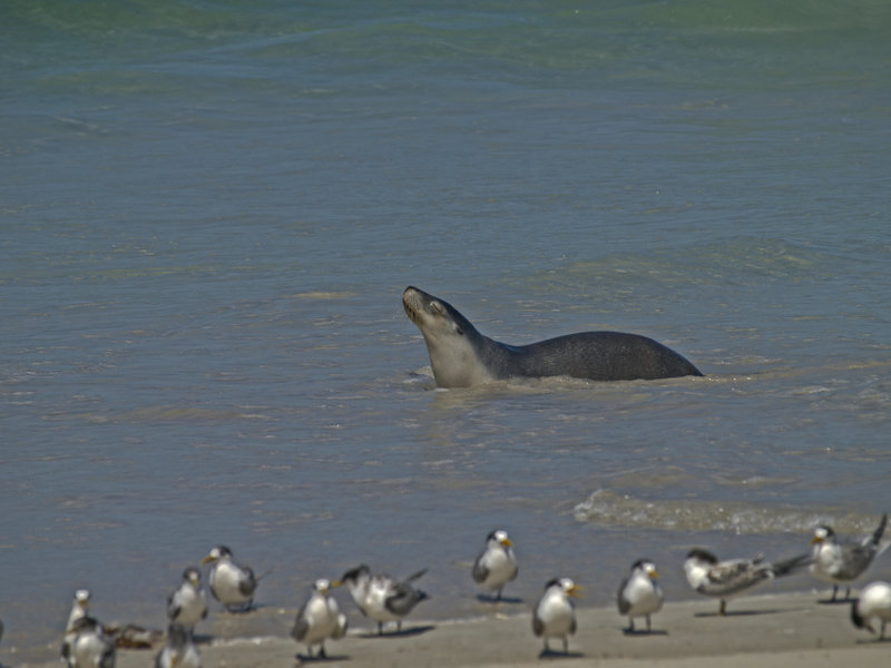 Kangaroo Island, Sea Lion